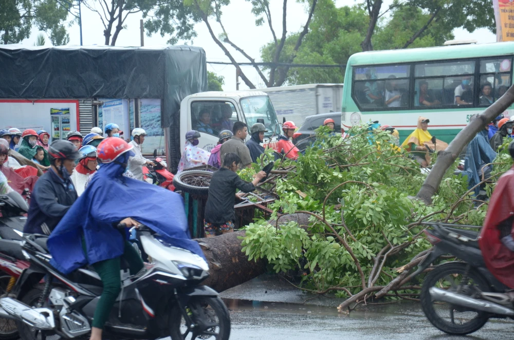 TPHCM: Mưa cùng gió lốc, nhiều cây ngã đổ gây kẹt xe nhiều tuyến đường